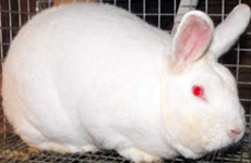 NewzealandWhiteRabbit