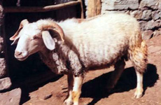 RampurSheep