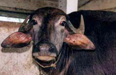 Surti