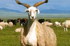 TibetanSheep