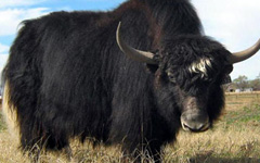 Yak