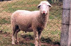 nilgiriSheep