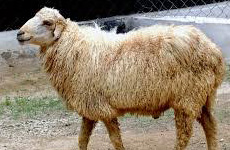 PonnachiSheep