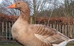 American Buff Goose