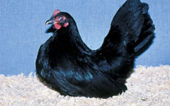 Bantam- Black