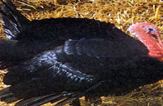 BlackTurkey