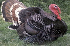 Bronze Turkey