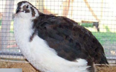 Brustted White Quail
