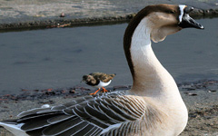 Chinese Gasca Goose