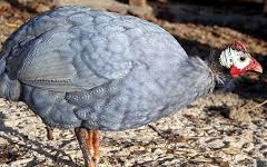 Coral Blue Guinea Fowl