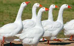 EMBDEN Goose