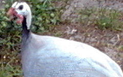 Lavender Guinea Fowl