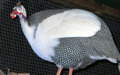 Pied Guinea Fowl