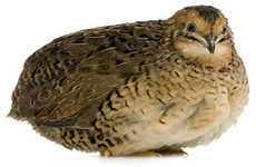 Quail