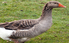 TOULOUSE Goose
