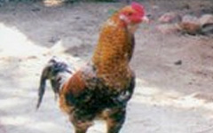 Vazaguda Game Bird