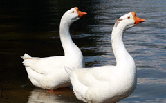 WHITE CHINESE Goose