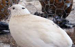 White Quail