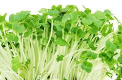 RadishGreen