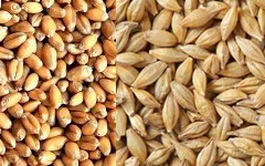 Barley
