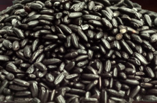 Black Rice