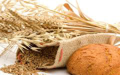 Bread Wheat