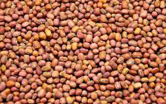 BrownCowpea