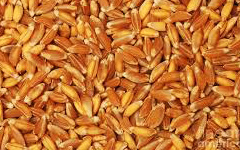 Emmer Wheat