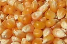 Maize