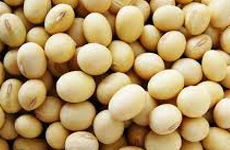 Soyabean