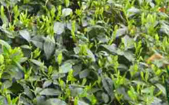 Tea Shrub