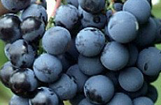 BlackGrapes