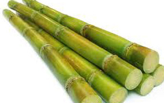 suger cane