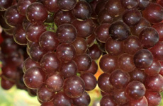 Kings Ruby Grapes