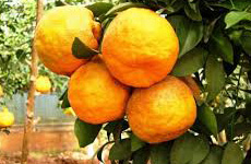 Kodagu Orange