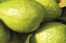 Navaluru Guava
