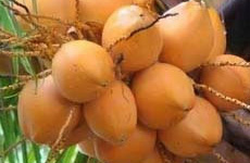 oragne Coconut