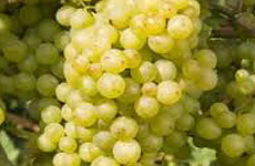 PerletteGrapes