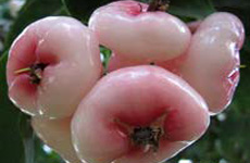 pink Water Apple
