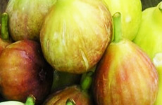 Poona Figs