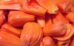 Red Jackfruit