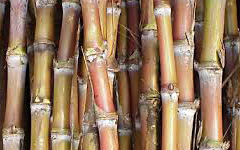 suger cane