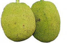 Rudrakshi Jackfruit