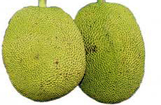Rudrakshi Jackfruit