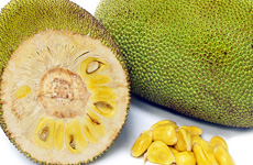 Wild JAckfruit