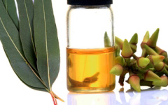 Eucalyptus Essential Oils