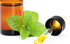 Mint Essential Oils