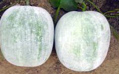 Ash Gourd