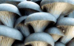 Blue Oyster Mushrooms