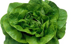 ButterheadLettuce